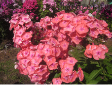 ������ ����