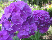 ����� ����