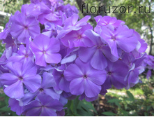 ������ ���������