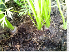 ������� ������ ���. ���� 2.jpg