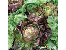 ����� �������� ����� ������� ������ 11 ���. (1 ��.).jpeg