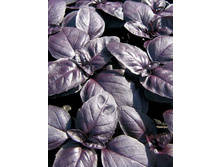 ������� ����� ���. ����.jpg