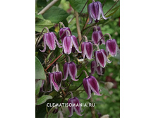 �� �����.jpg