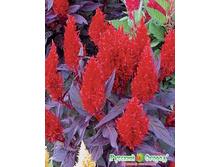 ������� �������� ��� ��� 15 ���. (15 ��.).jpeg