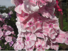 ������� (����. ��������)