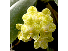 Phalaenopsis-gigantea-var-alba-ta-wei-foto-4769.jpg