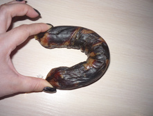 ���� ���������� ������ � �������� ���������, ����� �������� ��� ��������