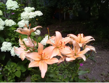 IMG 20170720 100935.jpg
