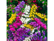 ������� ������������, �����.jpg