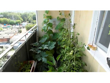 ����� �����.jpg