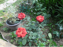 ���� ��� ������ �����.JPG