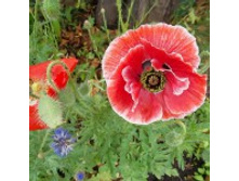 ��� ��������� �������� ����. ���� �� ��������� � �����.jpg