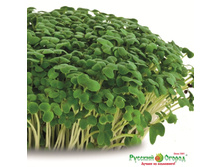 ����������� ������� 19 ���. (10 ��.) - ������� �������. ����� � �����.jpeg