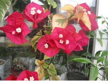 ����������� Dauphine