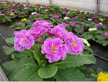 ������� F1 ����, �������� ���� �� ���������3.jpg