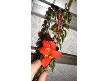 �������� ������