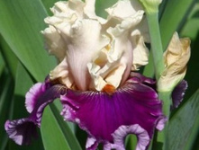 ASTROBUBBLES ����� 05