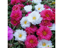 �������� ����� ��������, ����� ����������� 24,60 ���. (8 ��.).jpeg