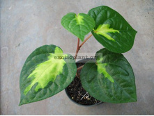 ����� ������������������  ����� ��� (Piper methisticum var wichmannii cv Bright Eyes )