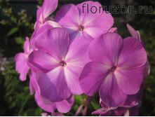 ������ ���������