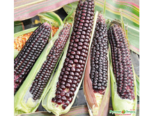 �������� F1 ������� �����3.jpeg