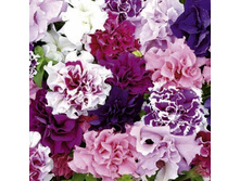 ������� F1 ������, ����� 29,20 ���. (12 ��).jpg