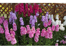 ������ F1 �������, ������������ ����� 14,70 ���. (30 ��.).jpeg