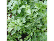 �������� ������ ������ 9,50 ���. (2 ��.).����� 15 ���� � ������