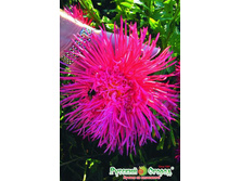 ����� ������� ������ ��������..jpeg