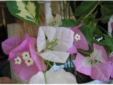 ����������� Turkish Delight-