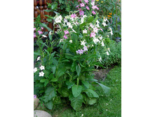 ����� �������� �����������4.jpg