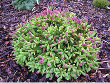 ��� Picea abies Pusch