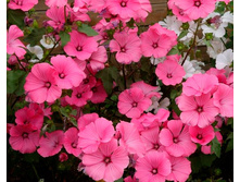 �������� ������� ����, �����.jpg