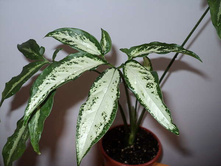 ��������� �������� ( Syngonium angustatum)