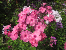 �������� ������