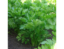 ��������� �������� ����� 9,10 ���. (0,5 ��.).jpg