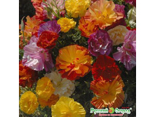 ��������� ������� ������, ����� �����.jpeg