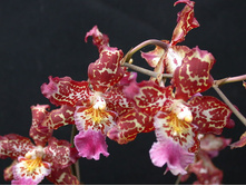 ������������� ( Odontoglossum)