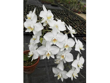 P.amabilis'Tai Wu'3.jpg