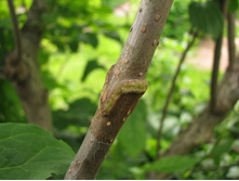 ������� ��� �������� ��������. �������� ����.jpg