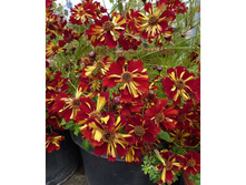 ��������� �������2.jpg