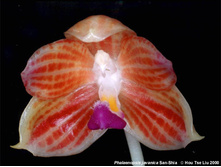 P.javanica'Miki' self.jpg