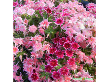 ����� ��������� ����� F1 - 20 ���. (0,07 ��.).jpeg