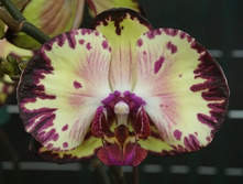 Dtps.Miki Crown (= Dtps.Miki Galaxy'69' × Dtps.Fuller’s Sunset).jpg