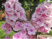 ������� (����. ��������)