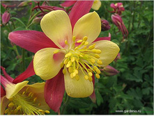 ��������� F1 ������� ������ ���. ����.2jpeg.jpg