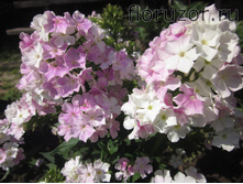 ��� ����� (Cool Water)