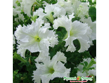 ������� F1 �����������, ����� 20 ���. (10 ��.).jpeg