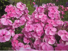 ������� ���������