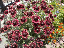 �������� ���� ������2.jpg